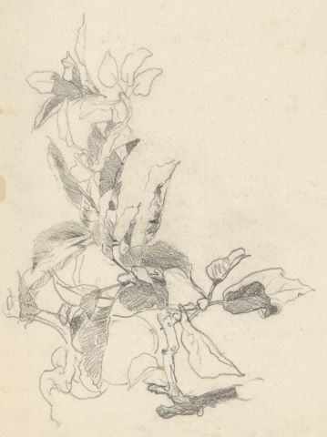 Étude de motifs floraux