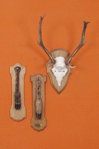 Ensemble cynégétique