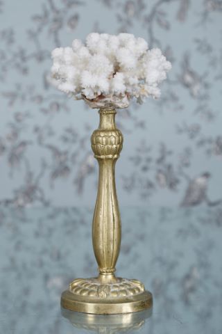 Corail blanc