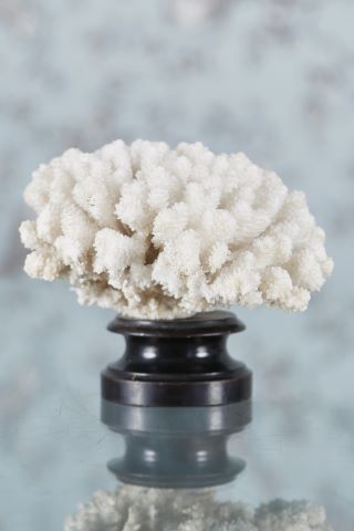 Corail blanc