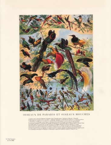 Larousse Deux planches