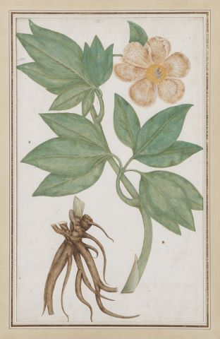 Planche botanique, étude de pivoine
