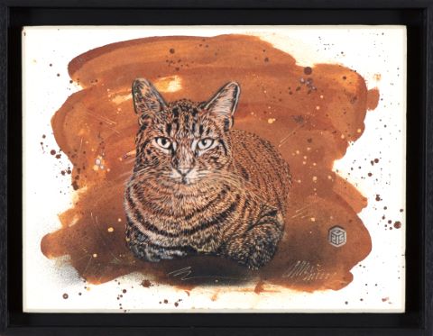 C215 (chat)