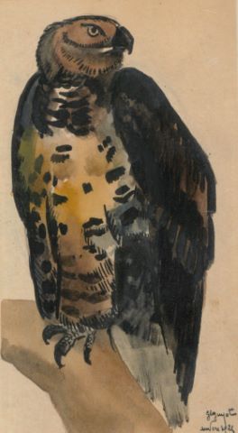 Oiseau de proie