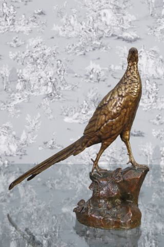 Poule faisane au rocher
