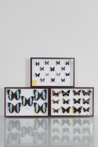 Papillons [3 boîtes entomologiques]