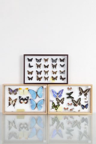 Papillons [5 boîtes entomologiques]