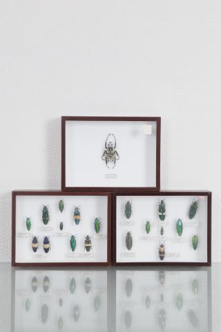 3 boîtes entomologiques