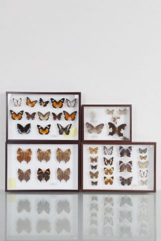 Papillons [4 boîtes entomologiques]