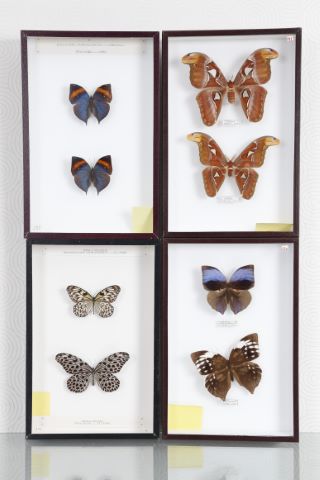 Papillons [4 boîtes entomologiques]