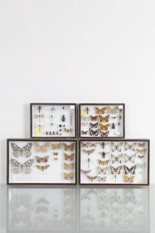 4 boîtes entomologiques