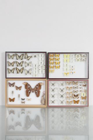 4 boîtes entomologiques