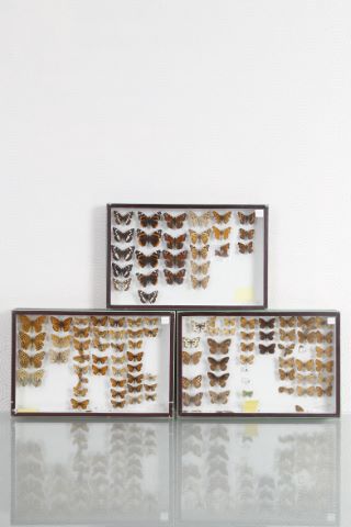 6 boîtes entomologiques