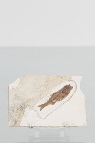 Fossile de poisson