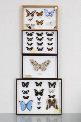 Papillons [4 boîtes entomologiques]