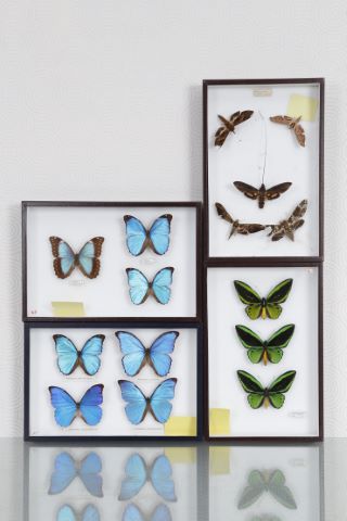Papillons [4 boîtes entomologiques]