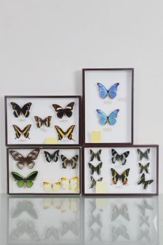 Papillons [4 boîtes entomologiques]