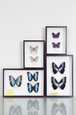 Papillons [4 boîtes entomologiques]