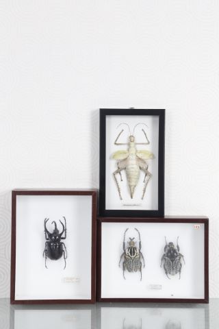 3 boîtes entomologiques