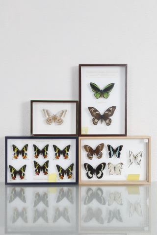 Papillons [4 boîtes entomologiques]