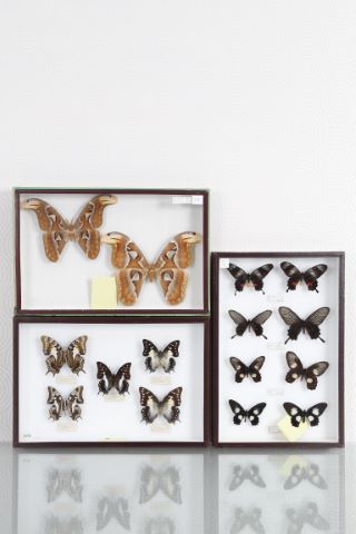 Papillons [5 boîtes entomologiques]