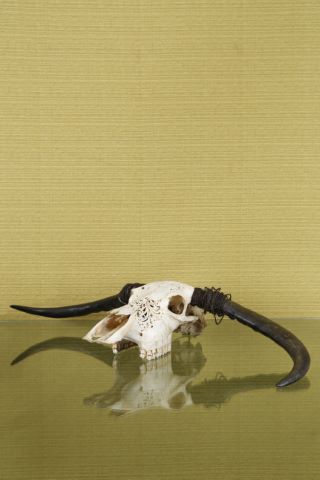 Indonésie Crâne de buffle sculpté