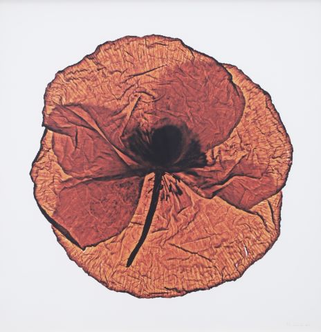 Solem Kin (né en 1966) Coquelicot