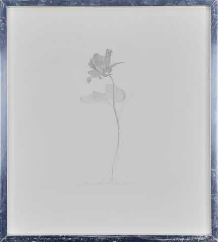 The Rose and the rose stalk
