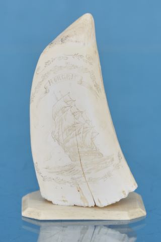 Scrimshaw Morgan