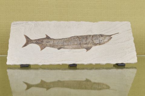 Fossile de poisson sur plaque