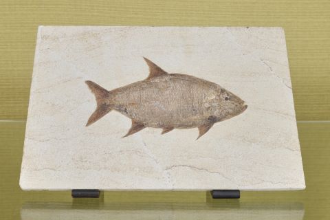 Fossile de poisson sur plaque