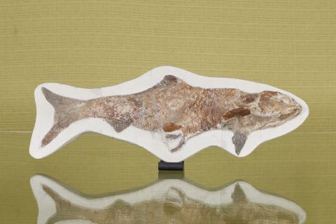 Fossile de poisson sur plaque