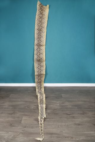 Spectaculaire peau de python