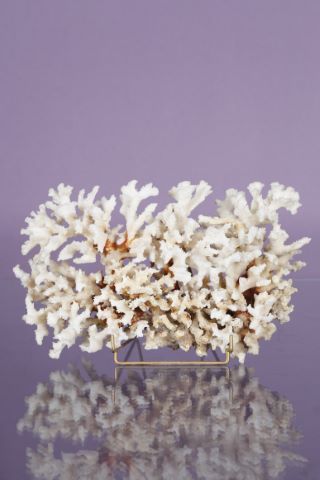 Importante branche de corail blanc tachetée de rouge