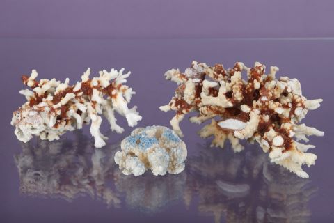 3 branches de corail blanc