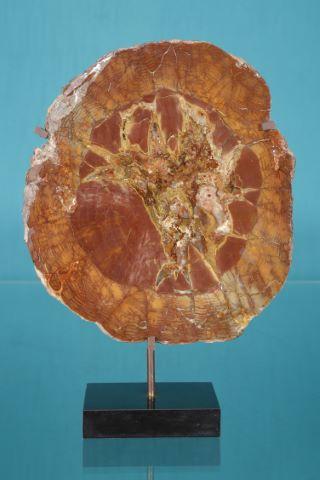 Tranche de bois fossilisé