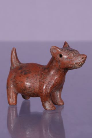 Chien gras