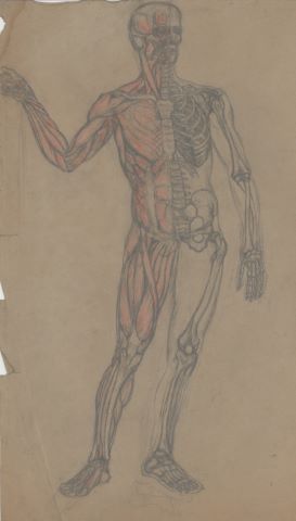 Nombreux dessins et illustrations
