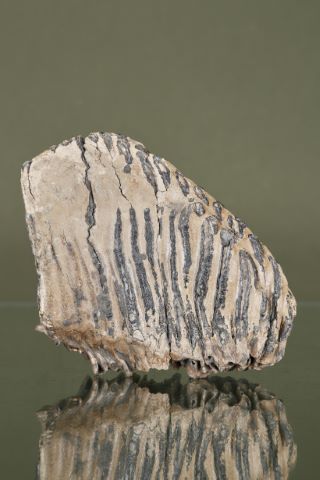 Molaire de mammouth