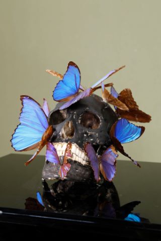 Vanité aux papillons