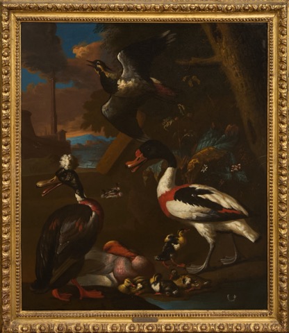 Oiseaux de nuits
